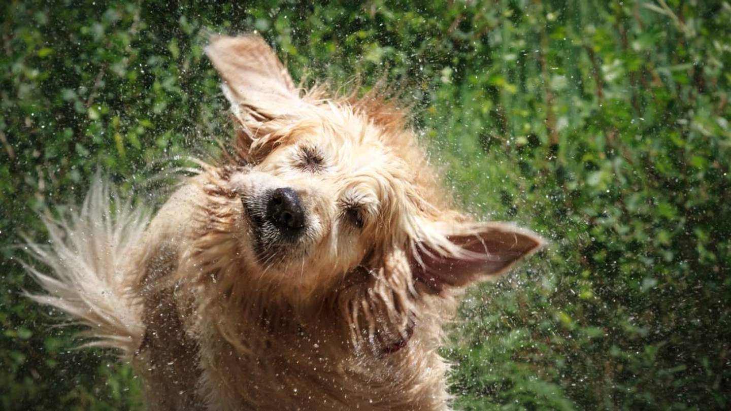 Why Do Dogs Shake Their Bodies?