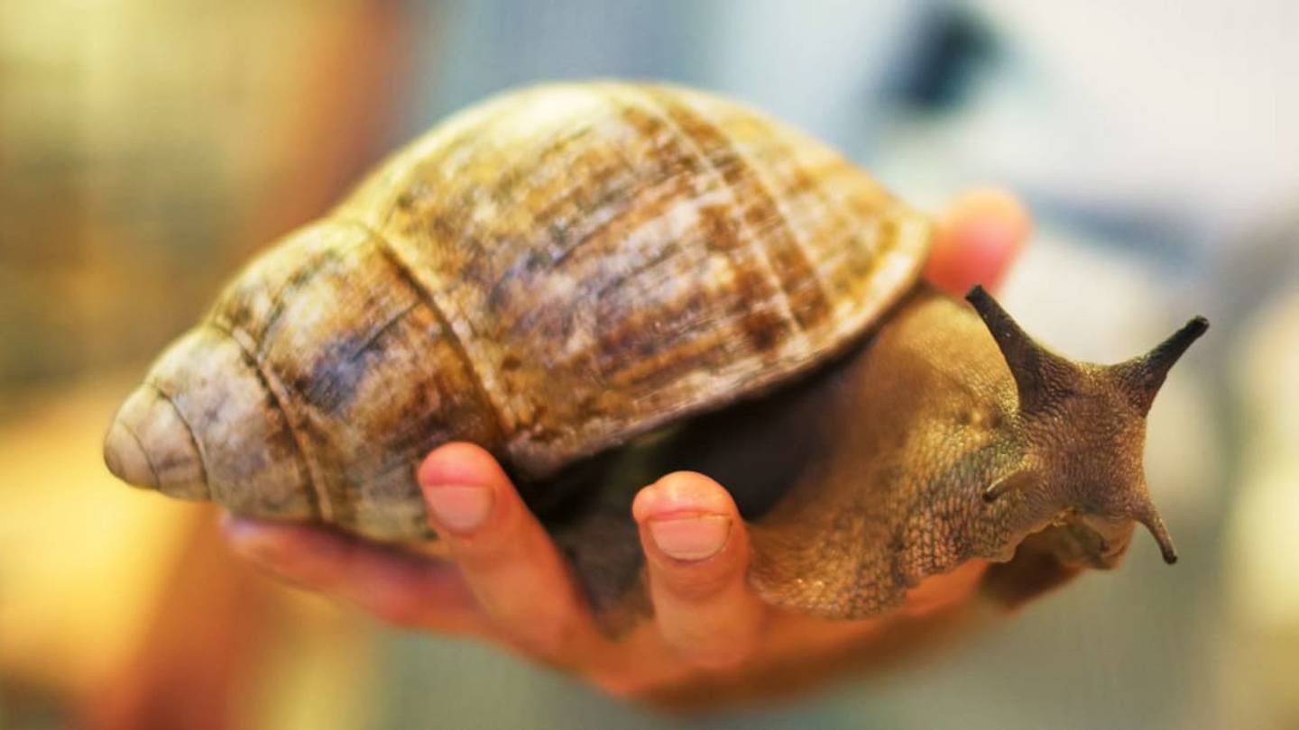 10 Huge Facts About Giant African Land Snails