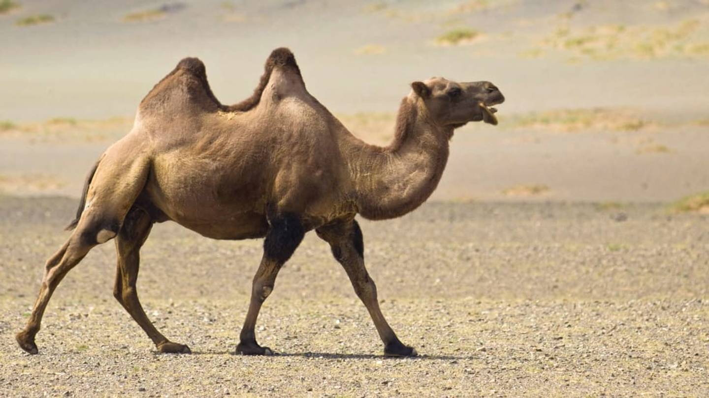 Do Camels Really Store Water in Their Humps?