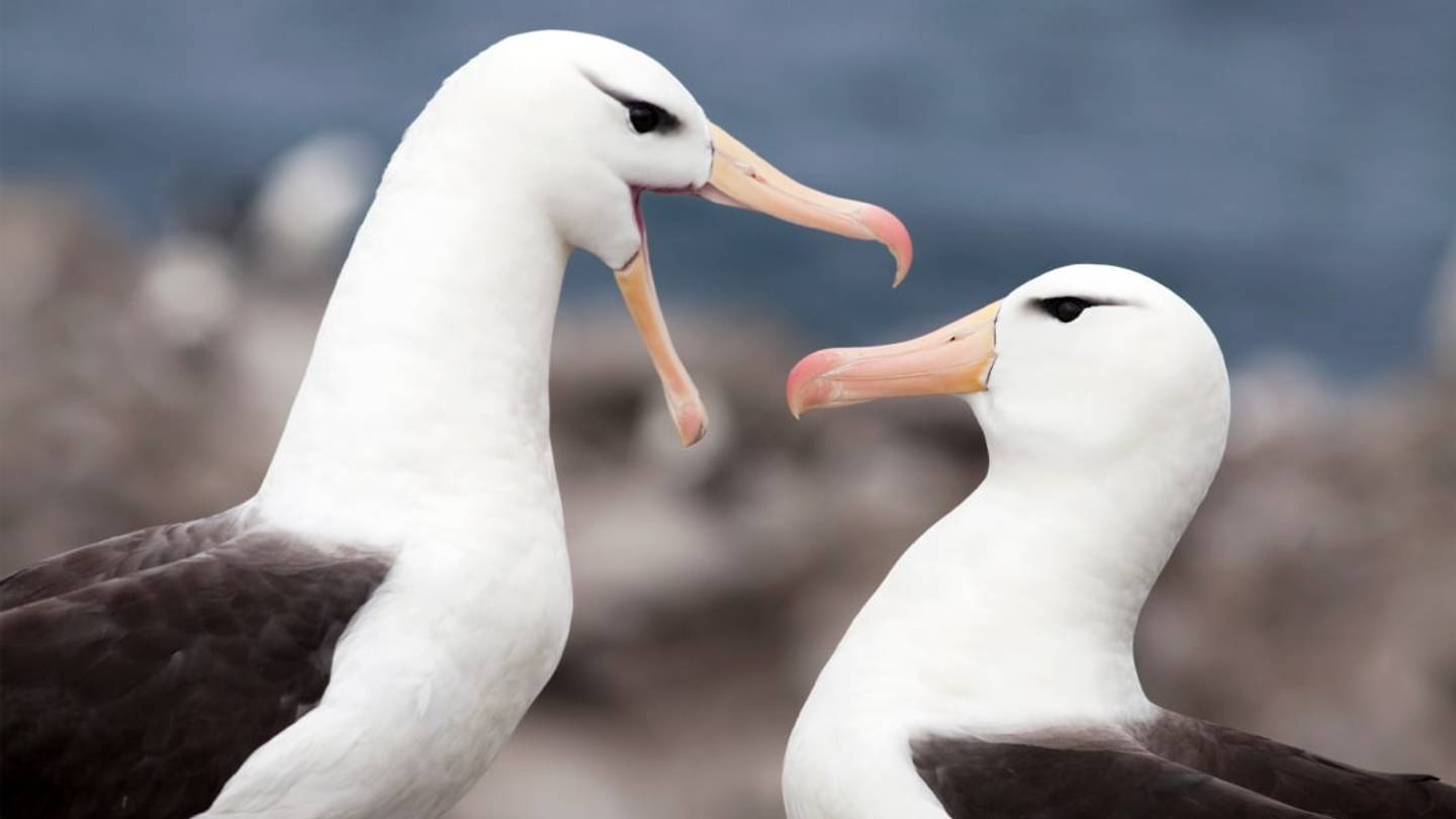 Star 'Trossed Lovers: Albatrosses, Usually Mates for Life, Are Getting 'Divorced'