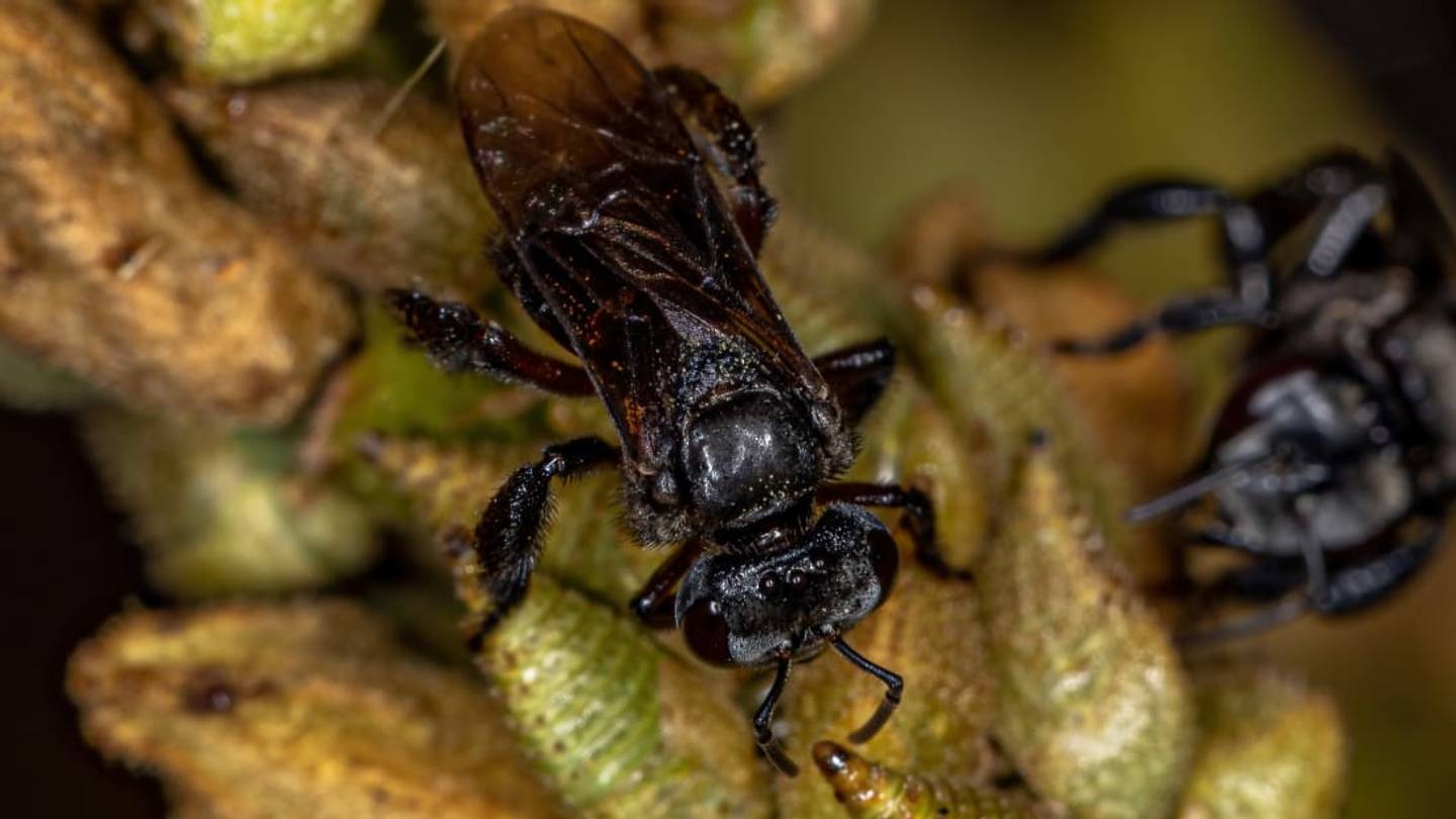 Don't Bee Alarmed, But Certain Bees Have Evolved to Feast on Meat