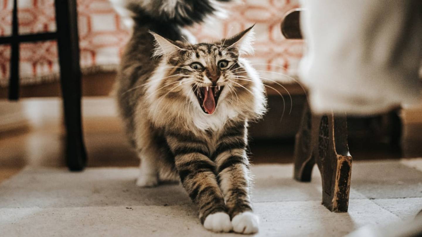 The 40 Most Popular Pet Names of 2021
