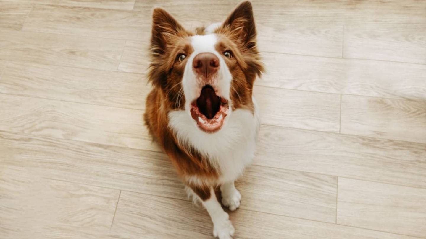 People on TikTok Are Barking at Their DogsâAnd Animal Behaviorists Are Begging Them to Stop