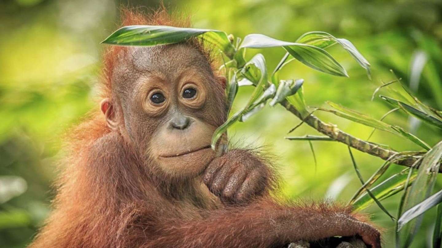 10 Fascinating Facts About Orangutans