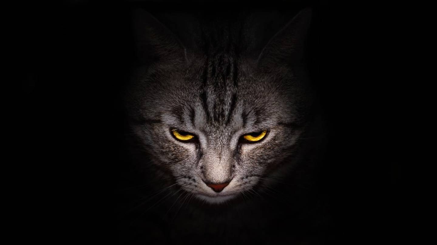 Is Your Cat an Actual Psychopath? Take This Test and Find Out