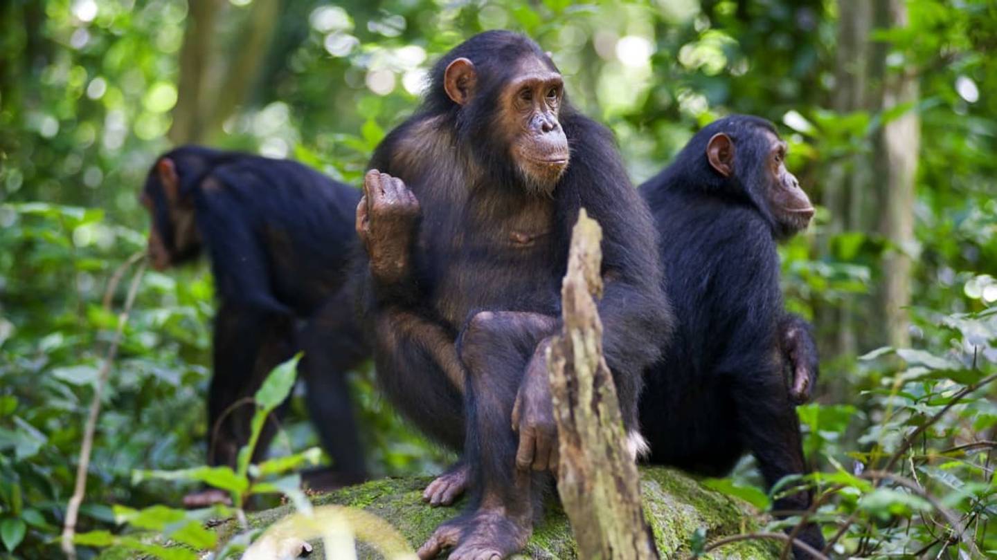 9 Amazing Facts About Chimpanzees