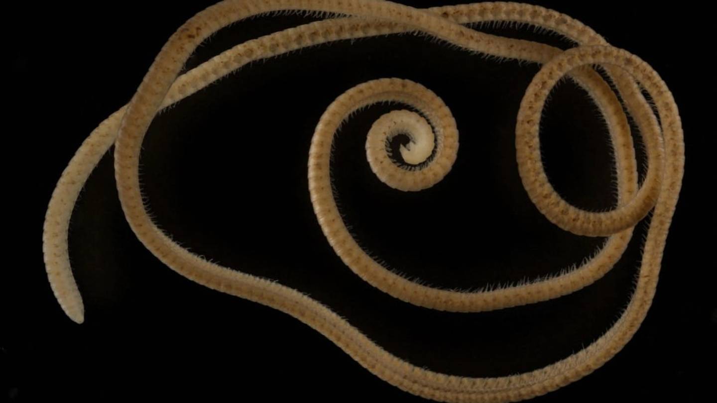 It's Official: With 1306 Legs, This Millipede Has the Most of Any Animal