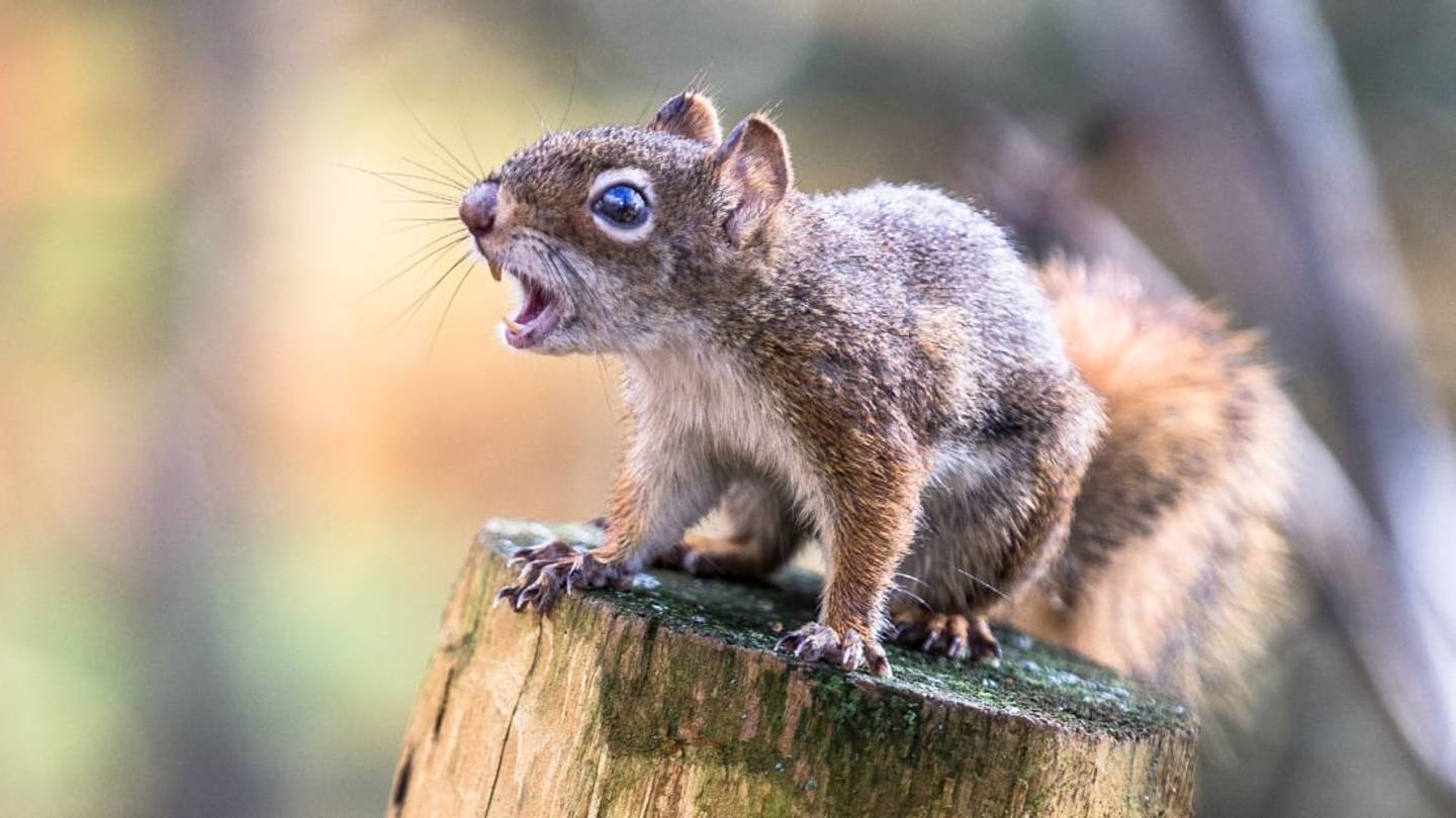 'I Dare Not Go Out of My House': A Rampaging Squirrel Attacked 18 Residents of a Welsh Village