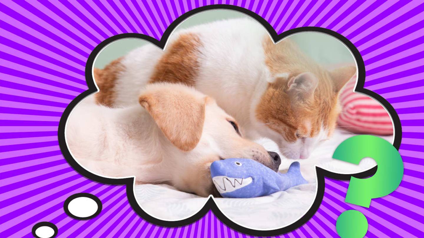 Is Catnip Bad for Dogs?