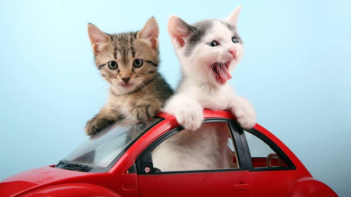 Common Misconceptions About Cats, From Why They Meow to Whether They Hate You