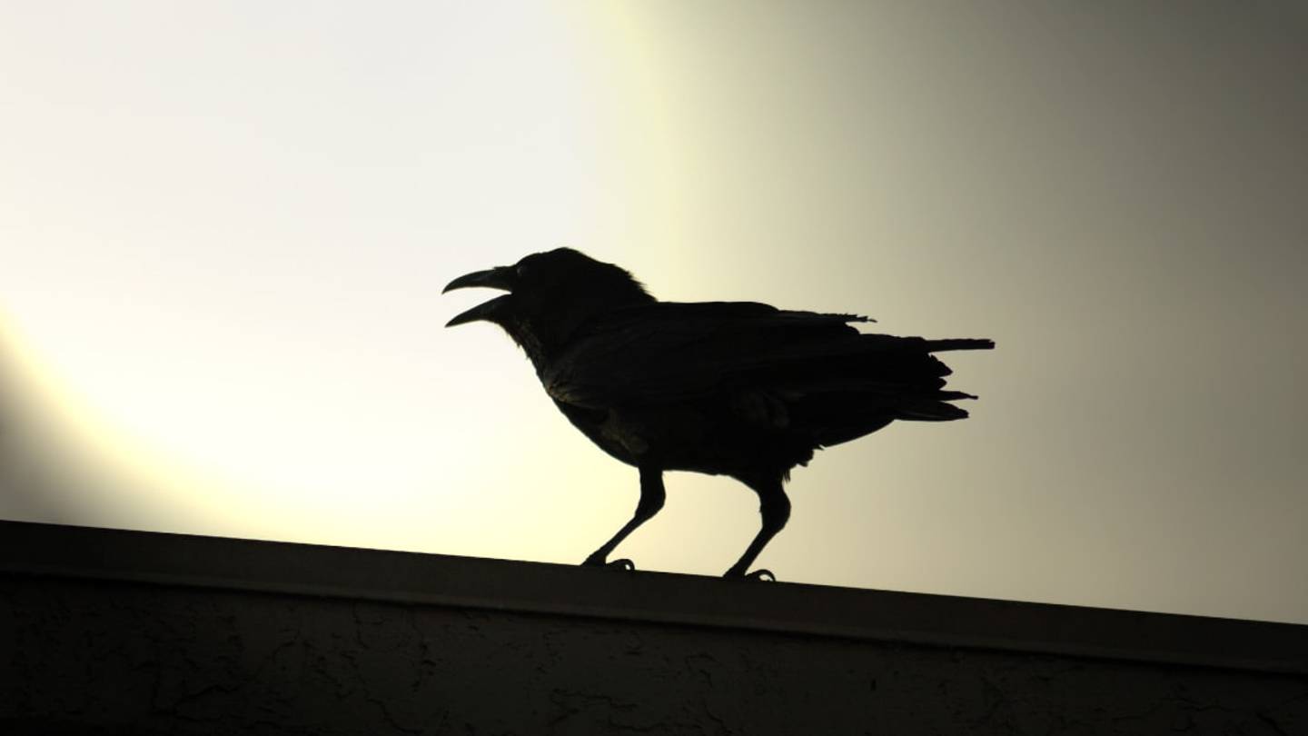 Caw and Order: This California City Is Using Lasers in Its Struggle Against Crows