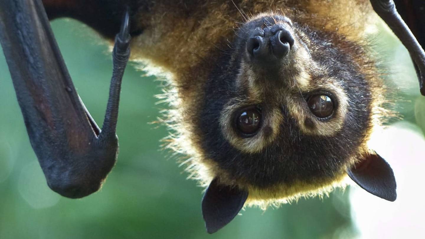 7 Misconceptions About Bats