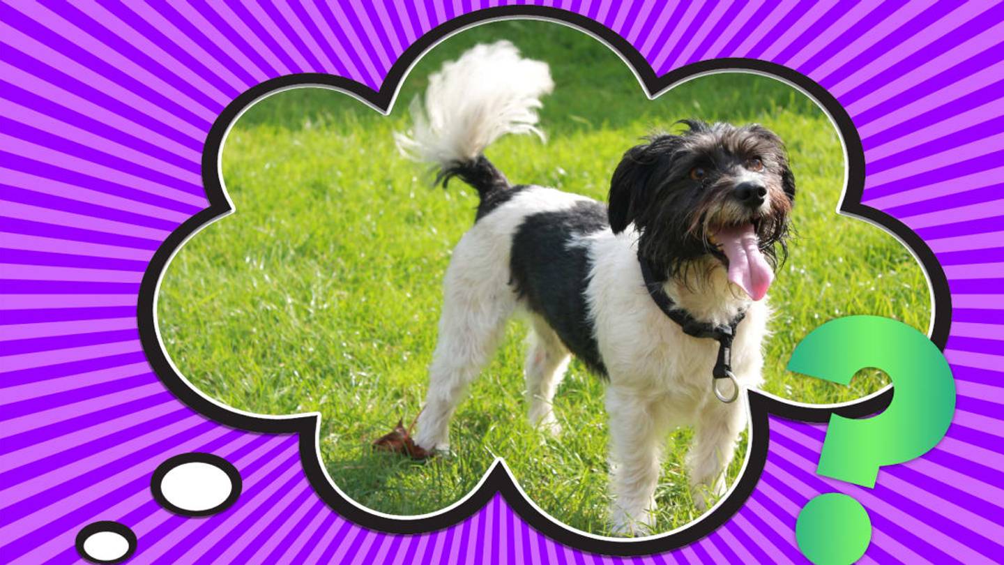 Why Do Dogs Have Tails?