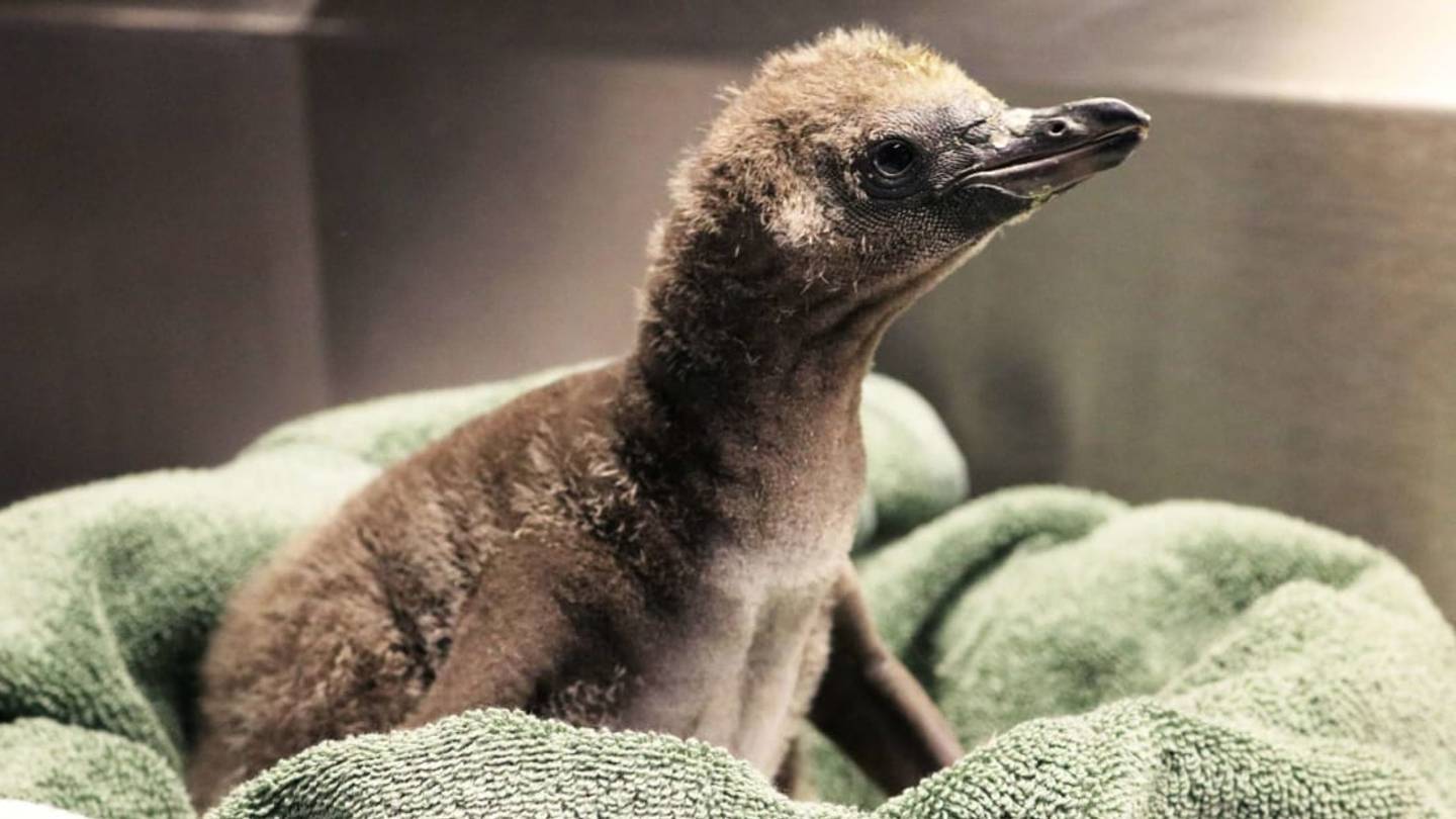 A Same-Sex Penguin Couple Recently Welcomed a Chick at a New York Zoo
