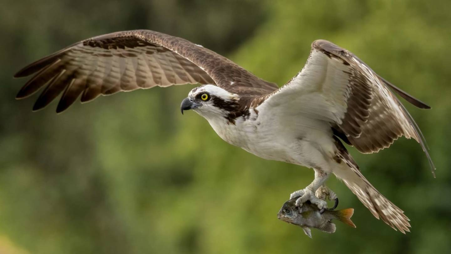 11 Facts About Ospreys