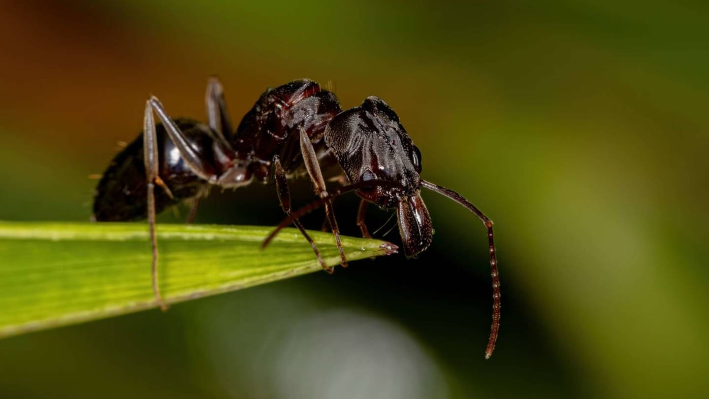 Surprise! Some Ants Smell Like Chocolate