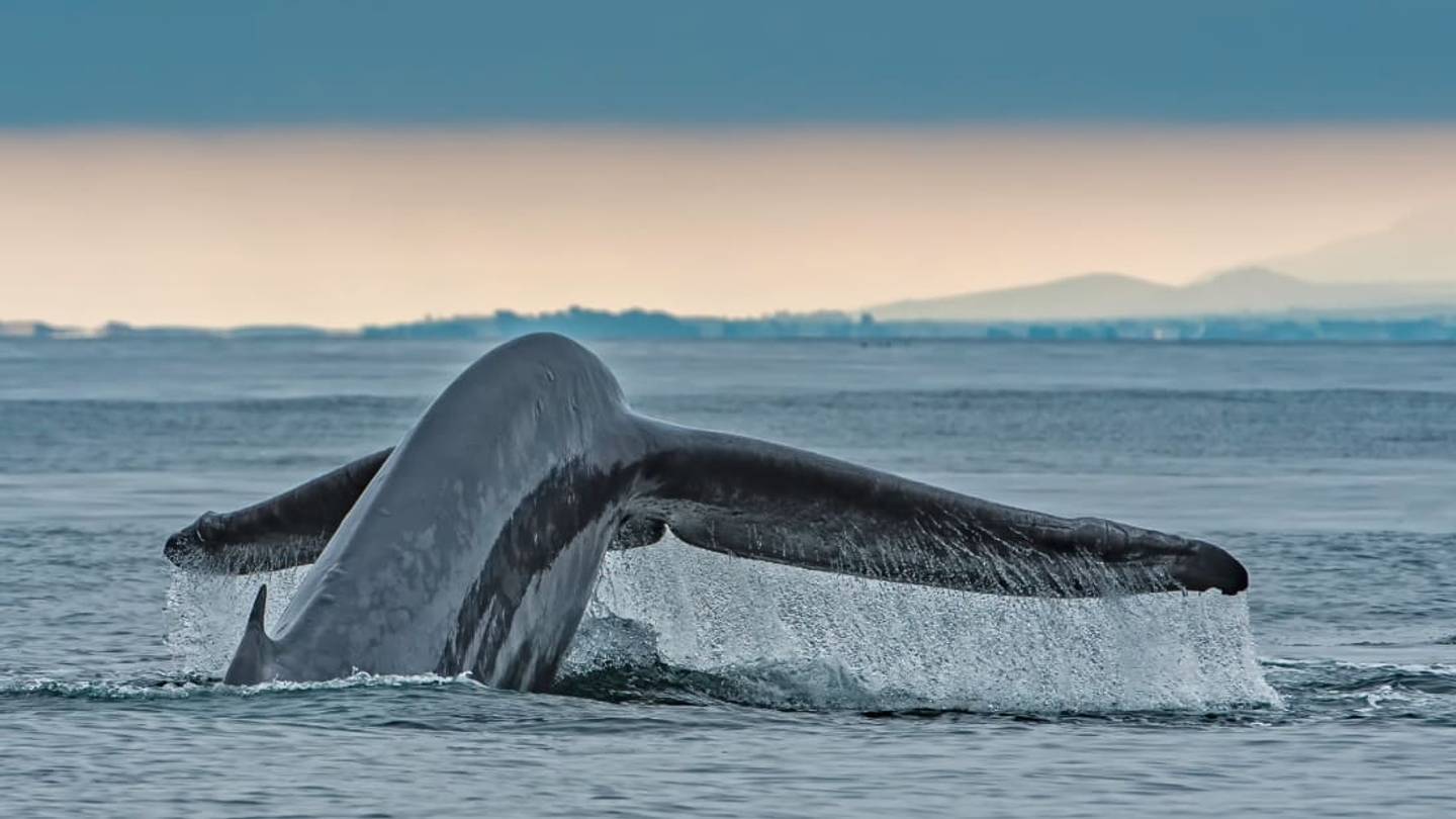 The Blue Whale Can Weigh Up to 330,000 PoundsâAnd Has the Biggest Penis in the Animal Kingdom