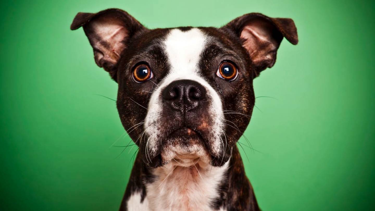 9 Fun Facts About Boston Terriers