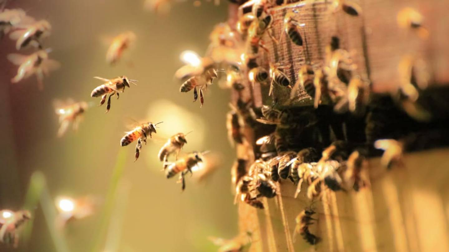 Honey Bees Can Get STDs, Too