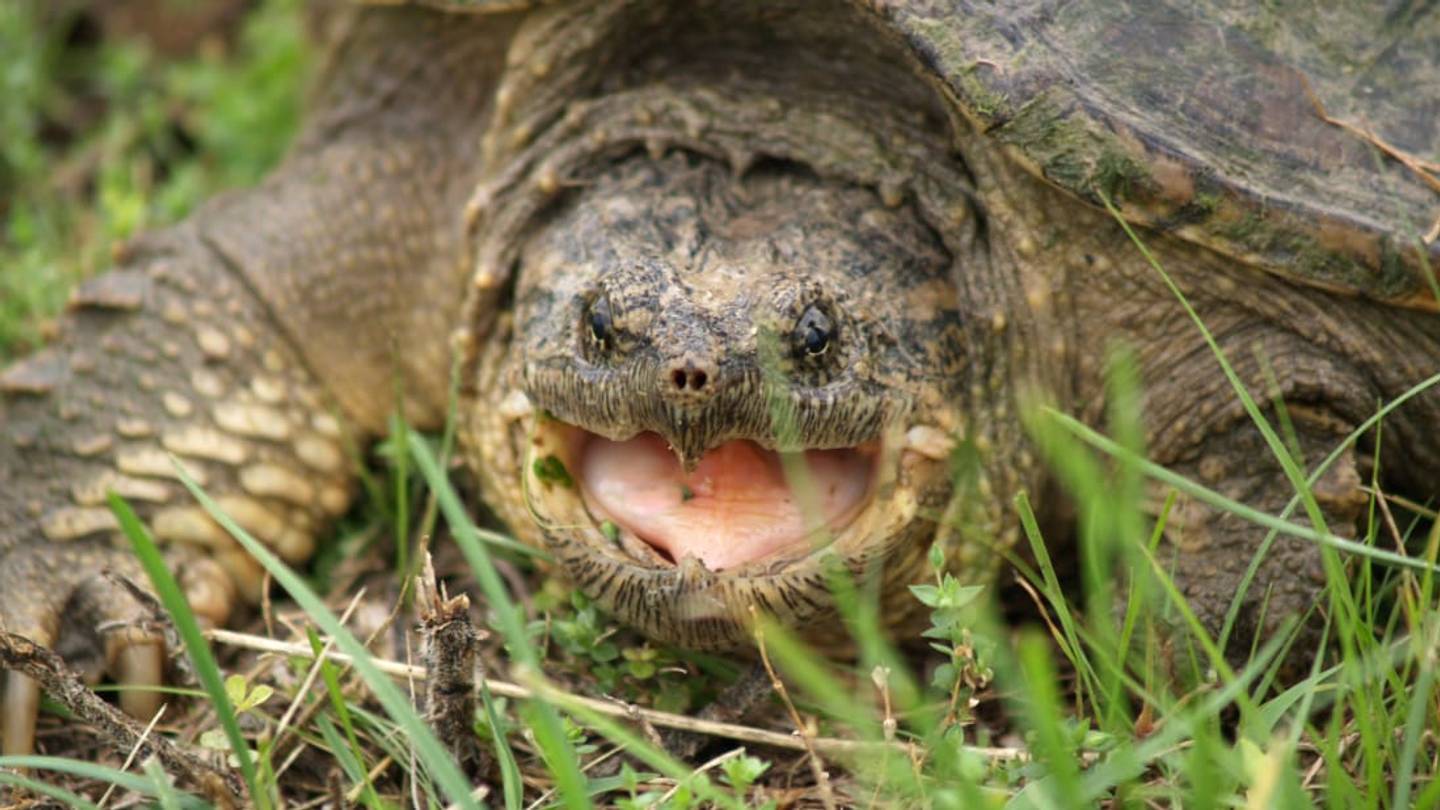 10 Biting Facts About Snapping Turtles