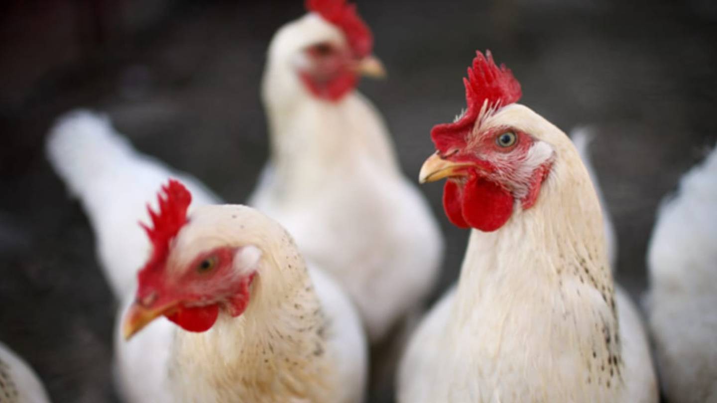 6 Barnyard Animals and How They Came to Be