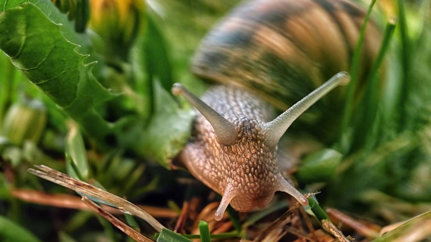 16 Fast Facts About Snails