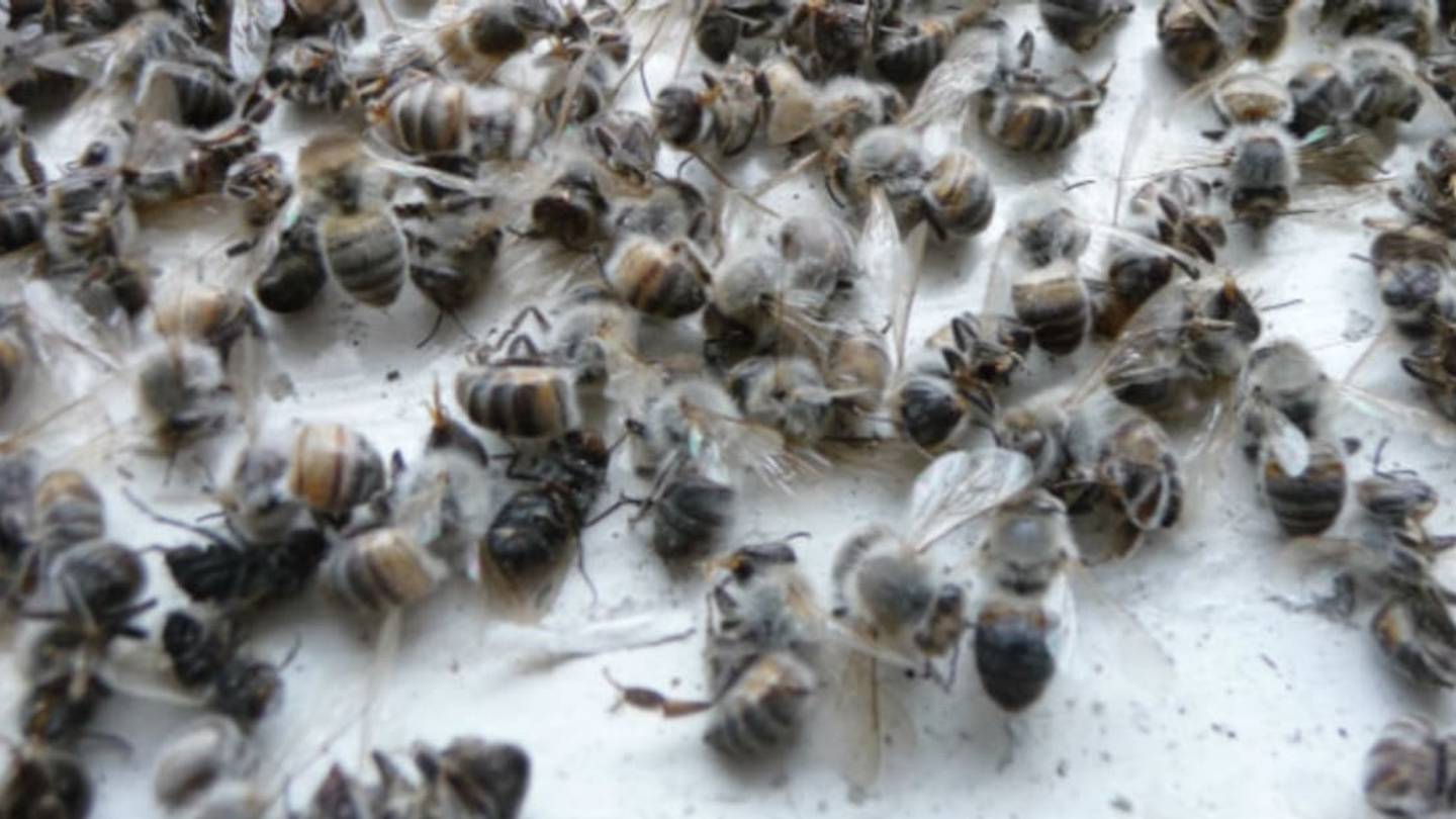 How Do Honey Bees Survive the Winter?