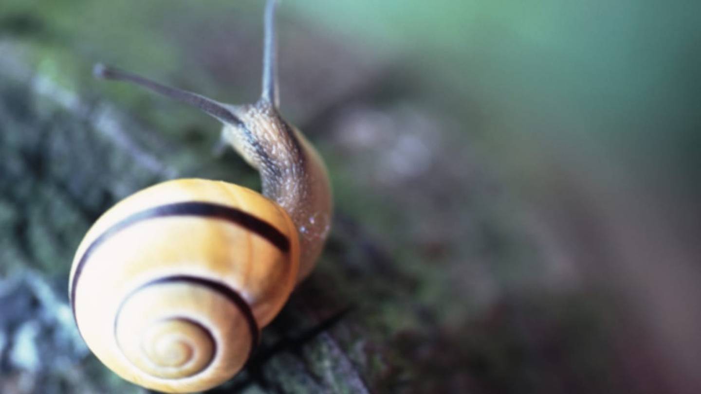Are Snails Born With Shells?