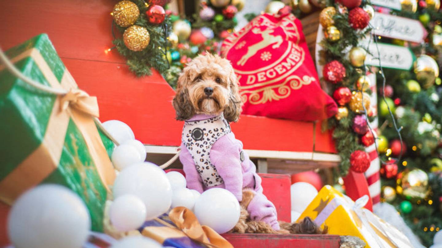Amazon makes it easy to shop for your dog’s needs in the comfort of ...