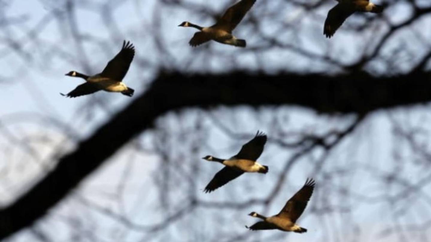 Why Do Flocks of Geese Fly in a âVâ Shape?