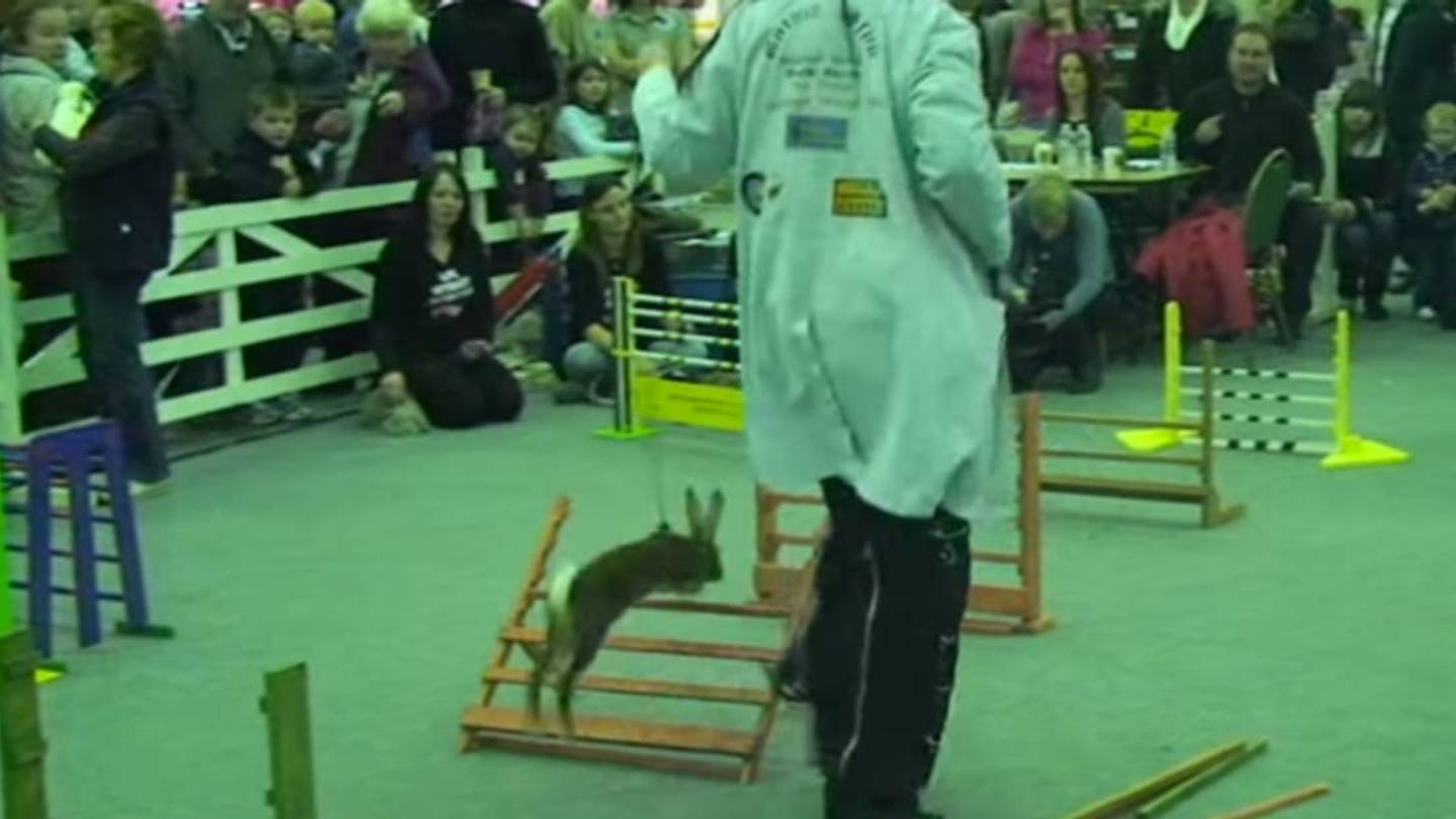 7 Animals That Jump for Fun and for Sport