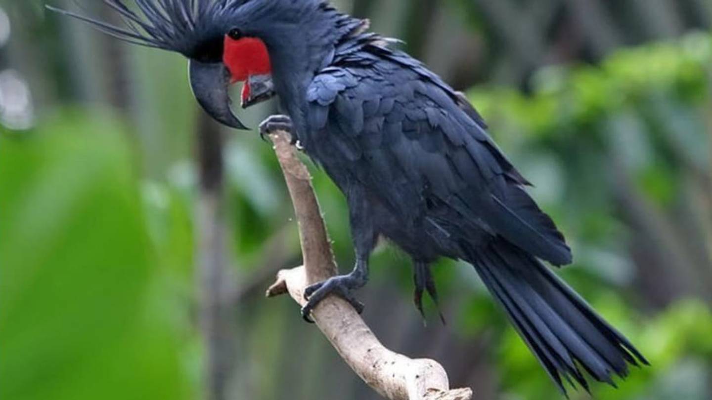 9 Parrots You Should Meet