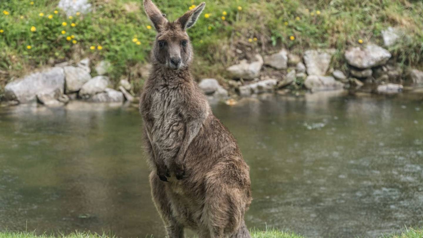 The Mysterious Irish Island That's Populated by Australian Wallabies