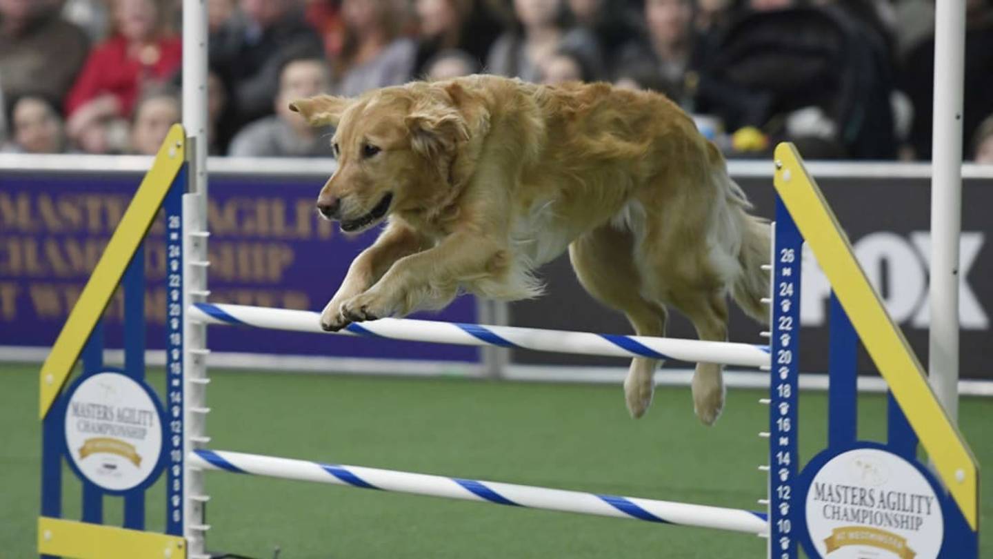 15 Facts About the Westminster Dog Show