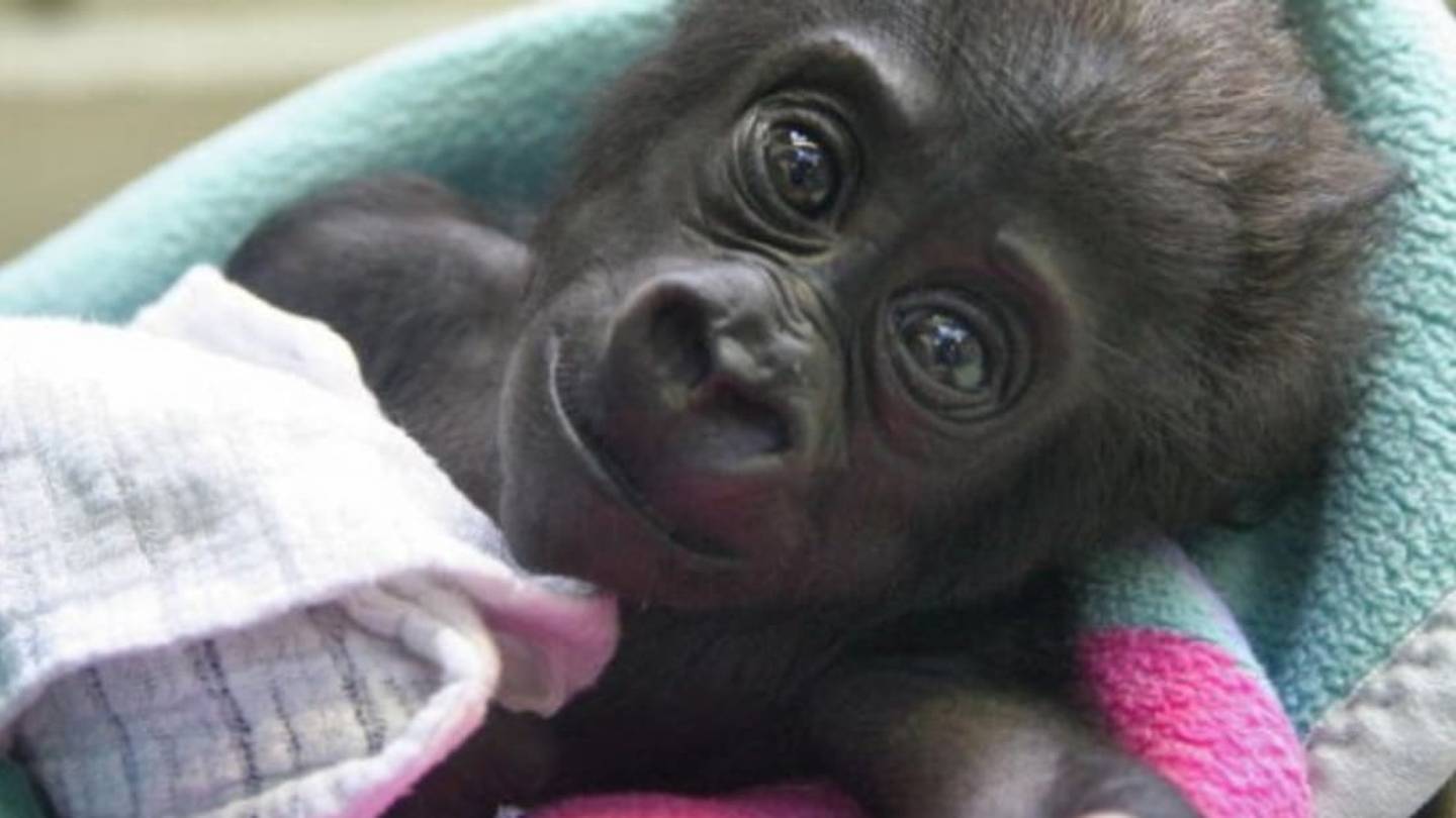 Gorilla Expressions Could Point to the Origins of Human Laughter