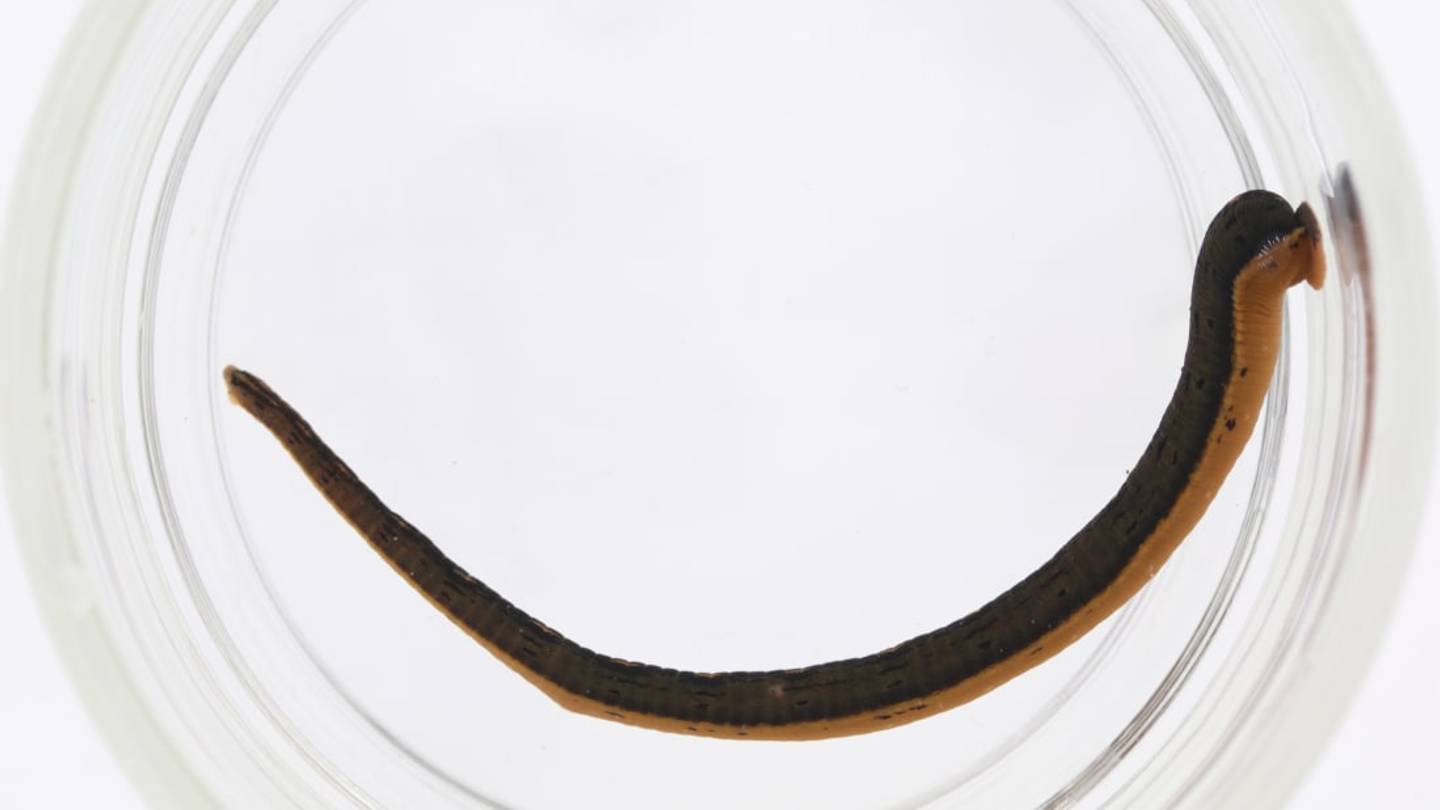 10 Juicy Facts About Leeches