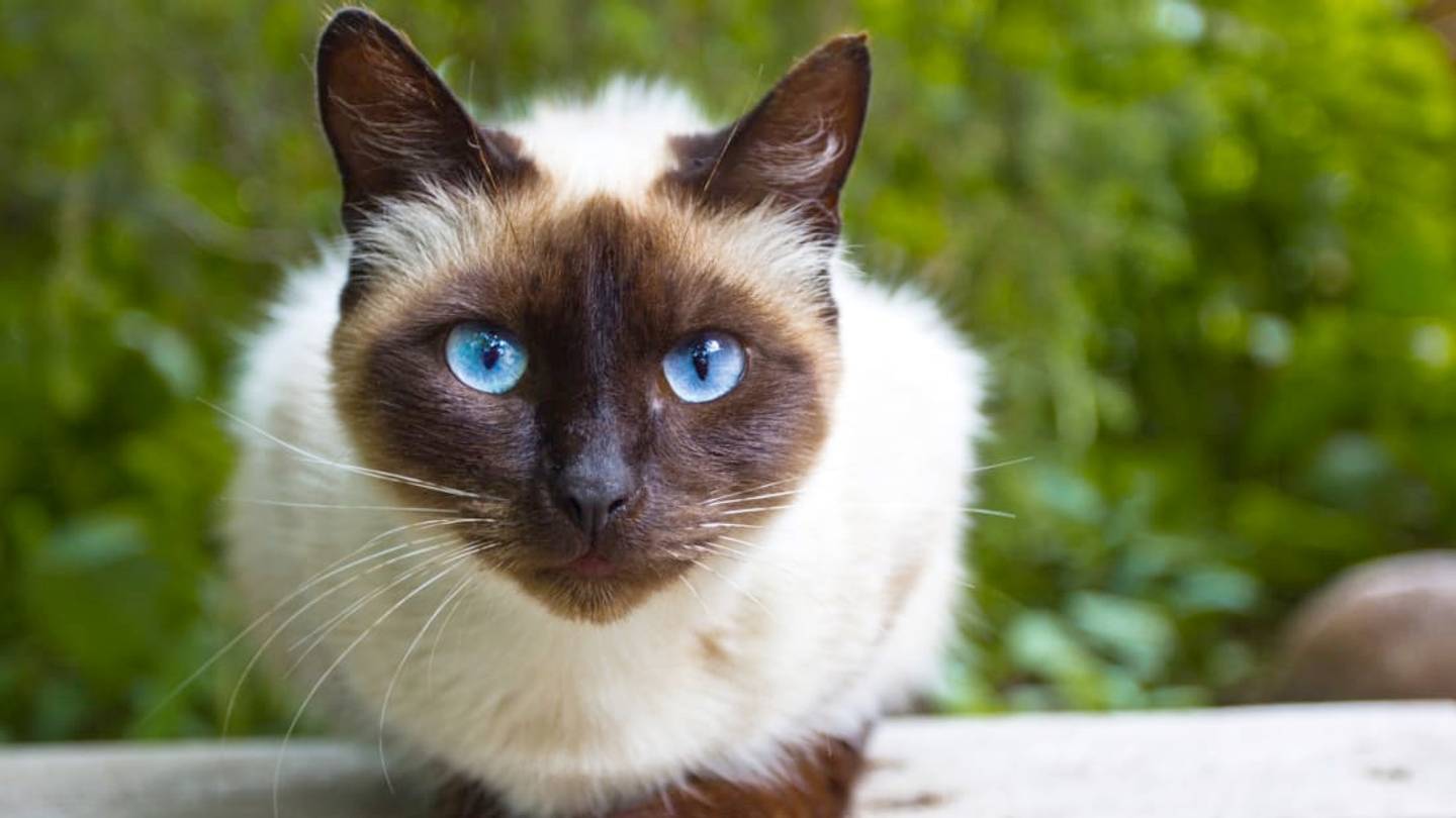 13 Things You Might Not Know About Siamese Cats