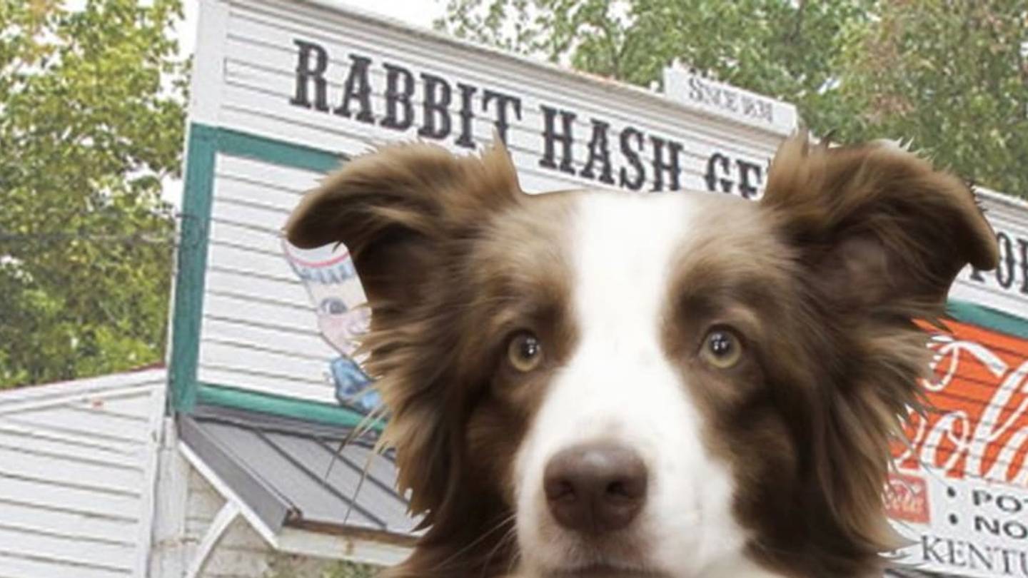 7 Dogs and Cats with Unusual Jobs