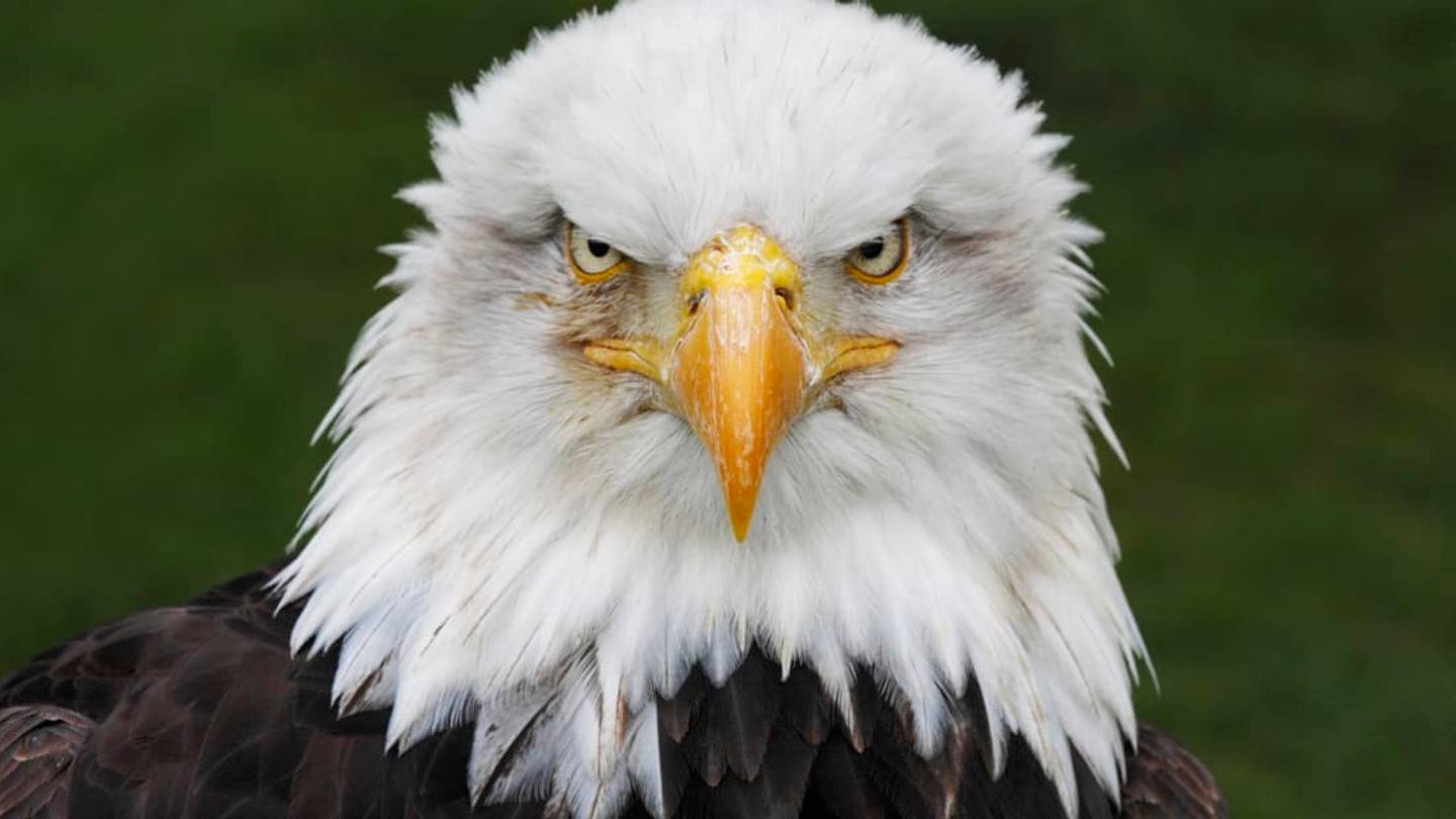 10 Brutal But Hilarious Old Disses of Adorable Animals