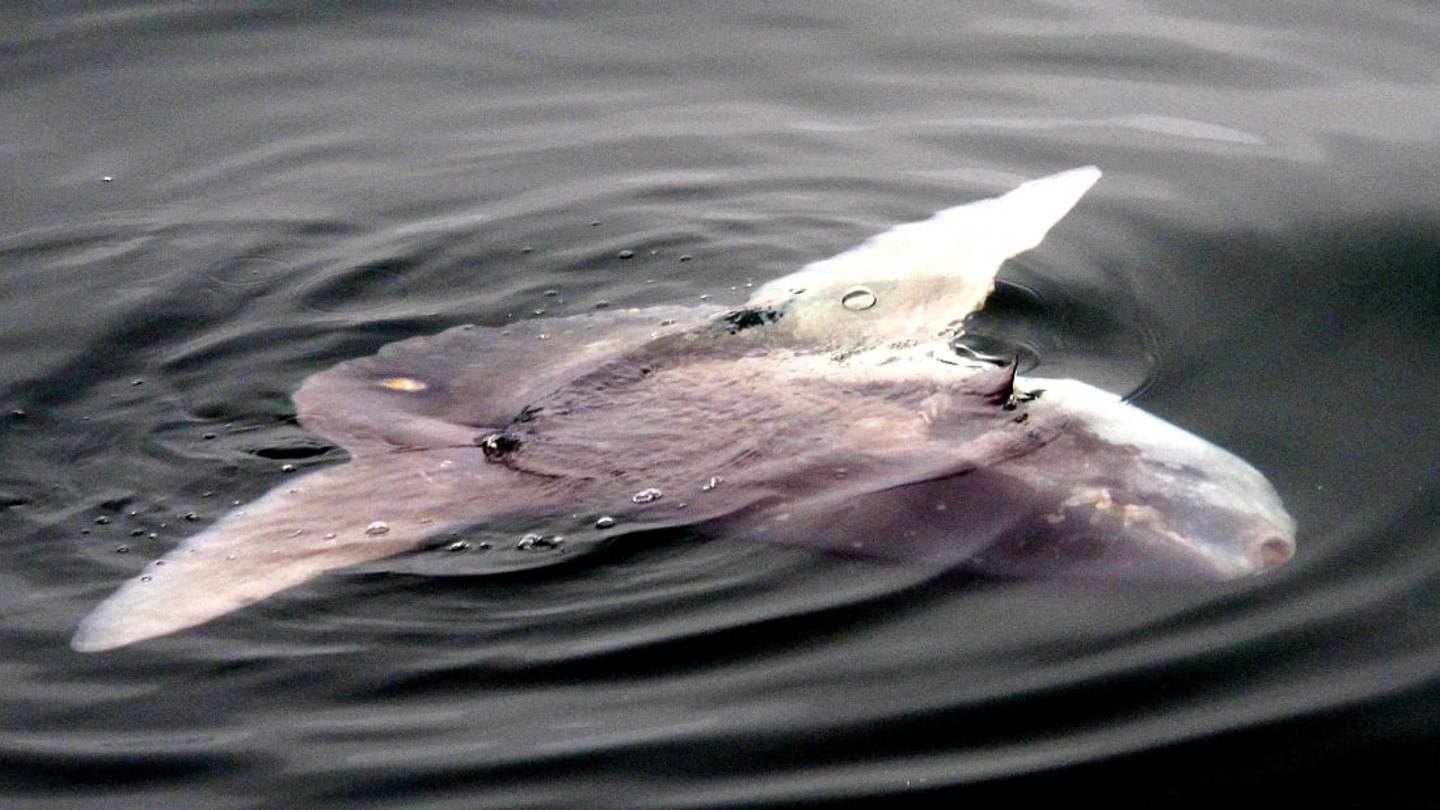 Police In Wareham, Massachusetts Beg Residents to Stop Calling In About a Sunfish