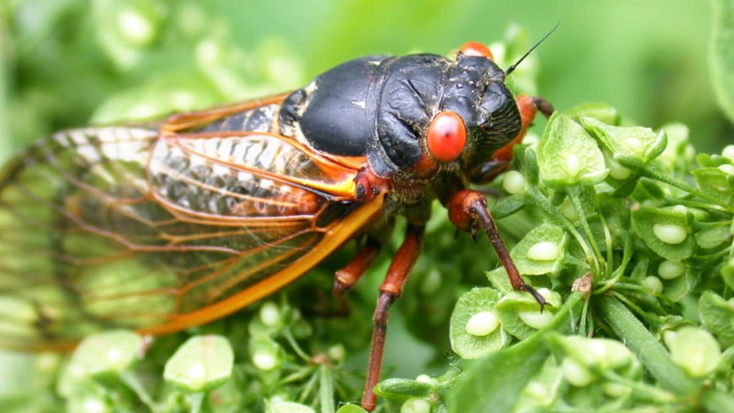17 Noisy Facts About 17-Year Cicadas