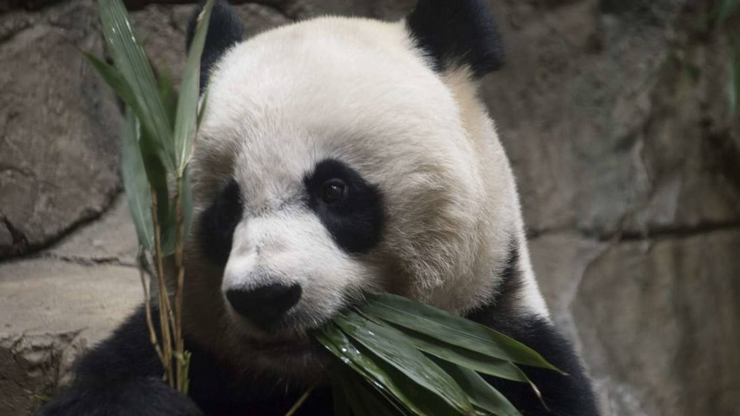 10 Animal Webcams You Can Watch Right Now