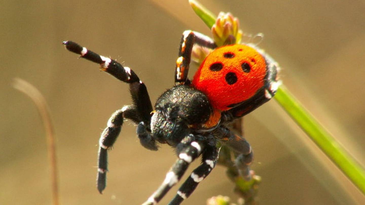 Even Entomologists Are Scared of Spiders