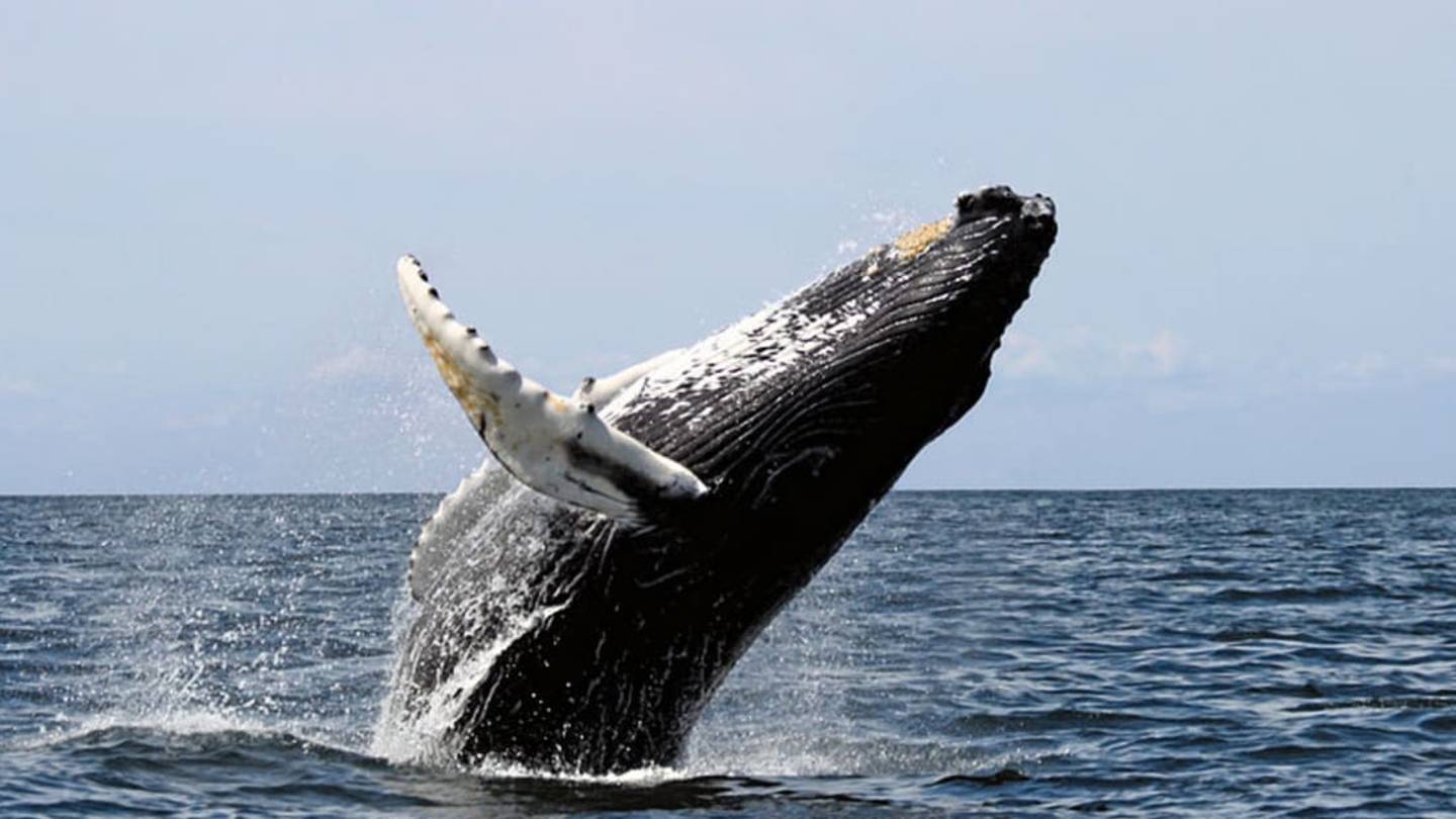 7 Strange Things Swallowed by Whales