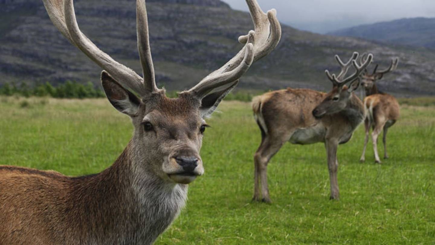 What's the Difference Between Antlers and Horns?