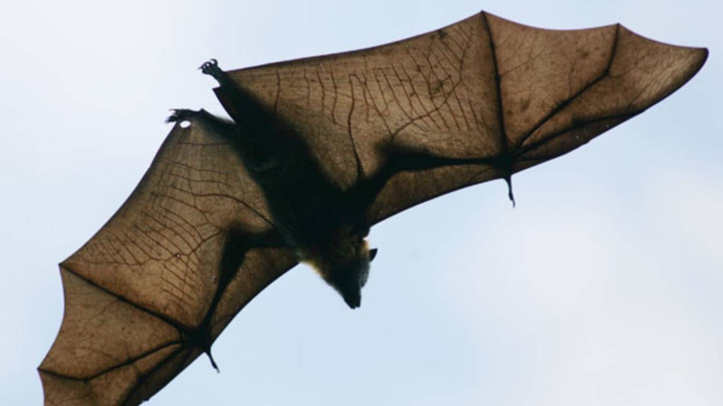 Why Donât Bats Get Disoriented By Each Other's Sonar?