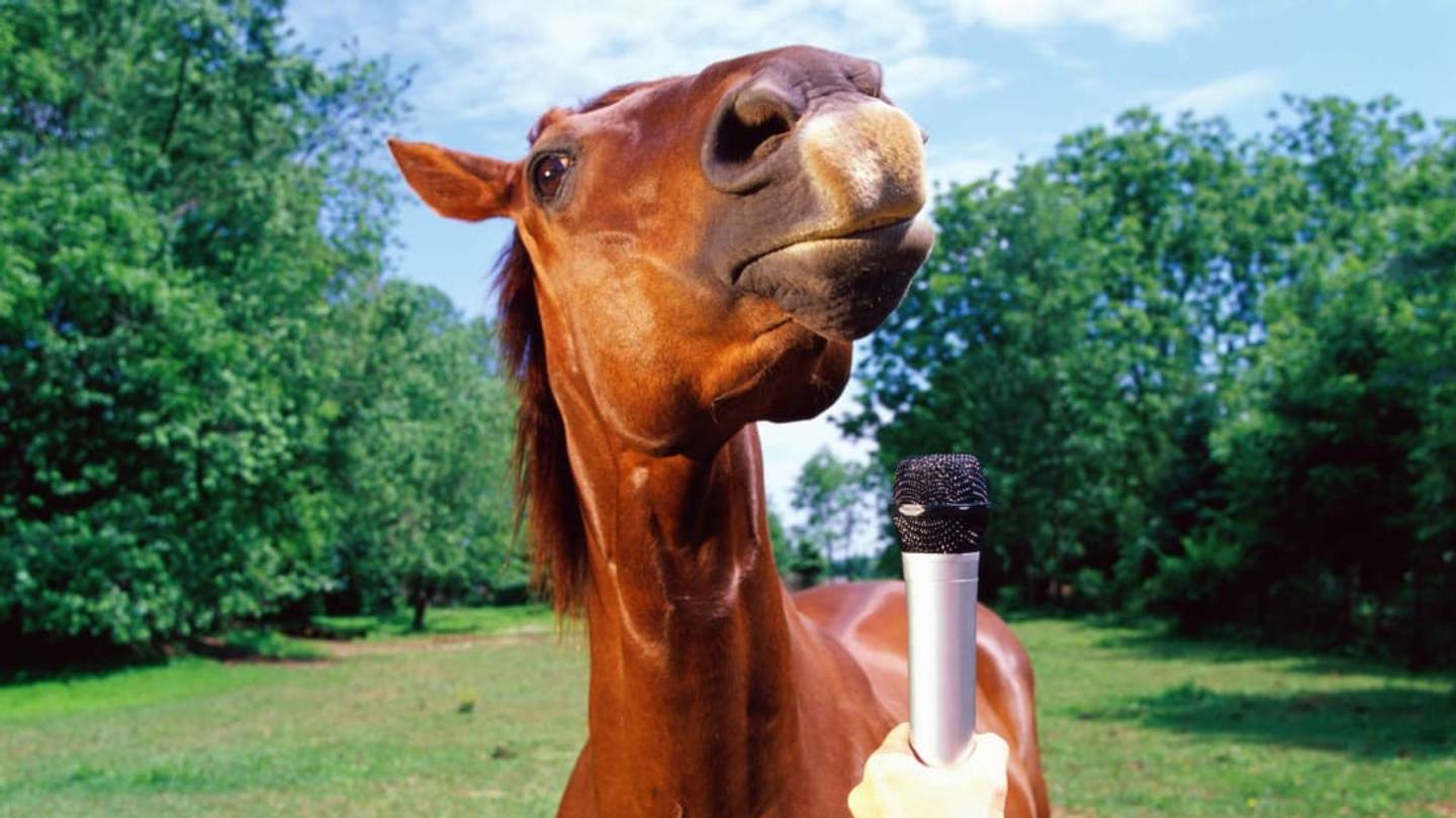 15 Times Animals Interrupted News Reports