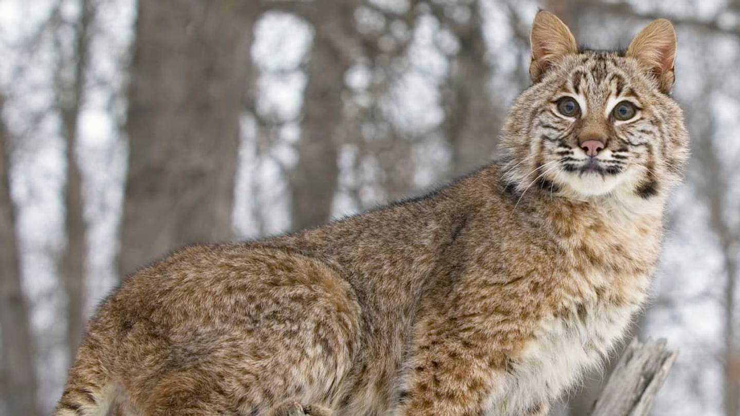 25 Fascinating Facts About Bobcats