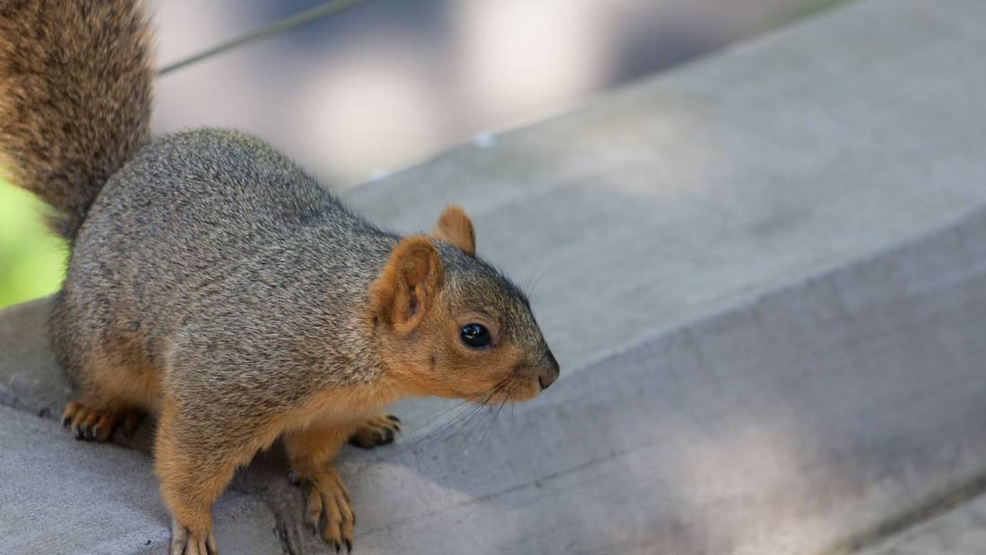 15 Animals Youâd Be Surprised to Find in Zoos
