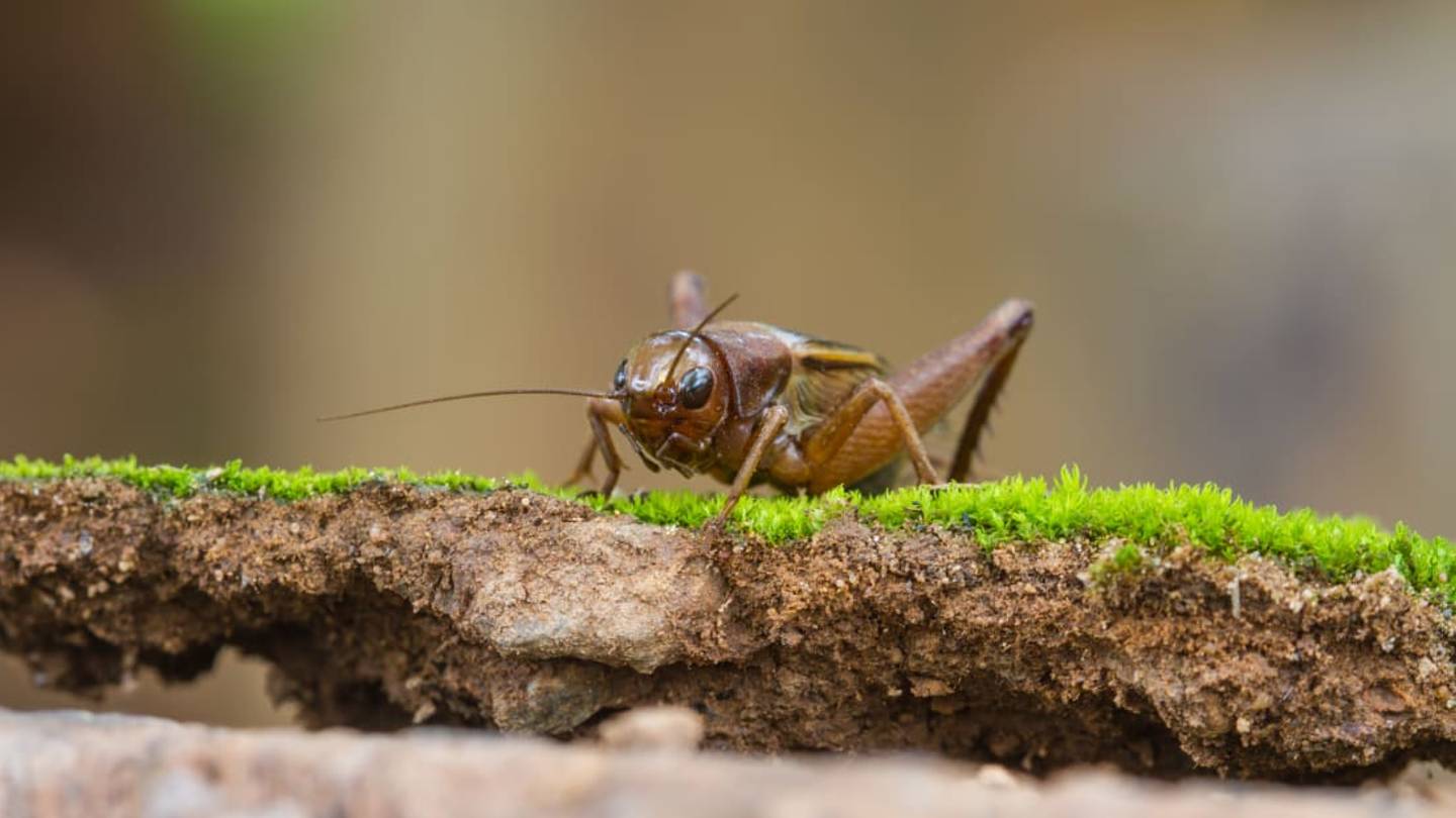 11 Cute Facts About Crickets